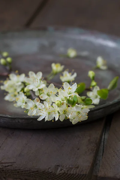 Flor de ameixa selvagem branca ainda — Fotografia de Stock