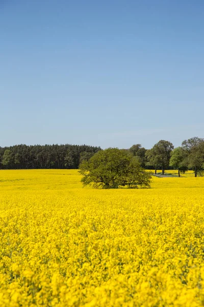 Żółte pola rzepaku w Niemczech — Zdjęcie stockowe