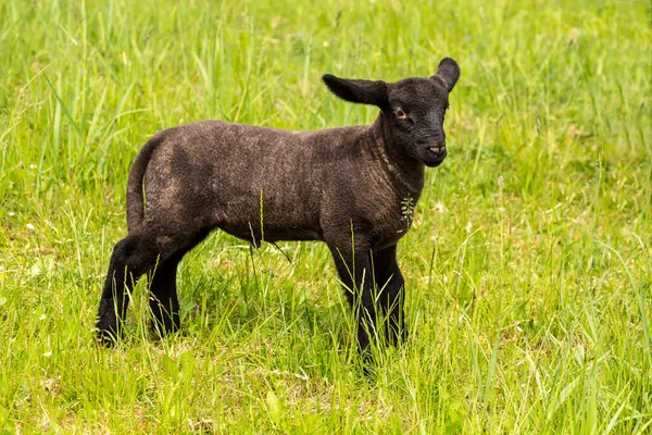 Симпатичная маленькая овчарка на мясорубке — стоковое фото