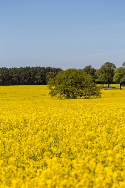 Campi di colza gialli in Germania — Foto Stock