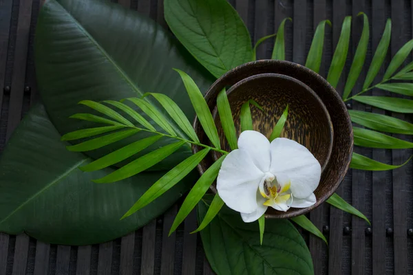 Zen Style Still Life Green Palm Ficus Leaf Perfect Spa — Stock Photo, Image