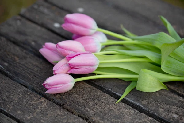 Čerstvé růžové tulipány na jaře — Stock fotografie