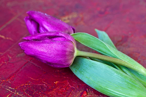 Verse paarse tulp lente bloemen — Stockfoto