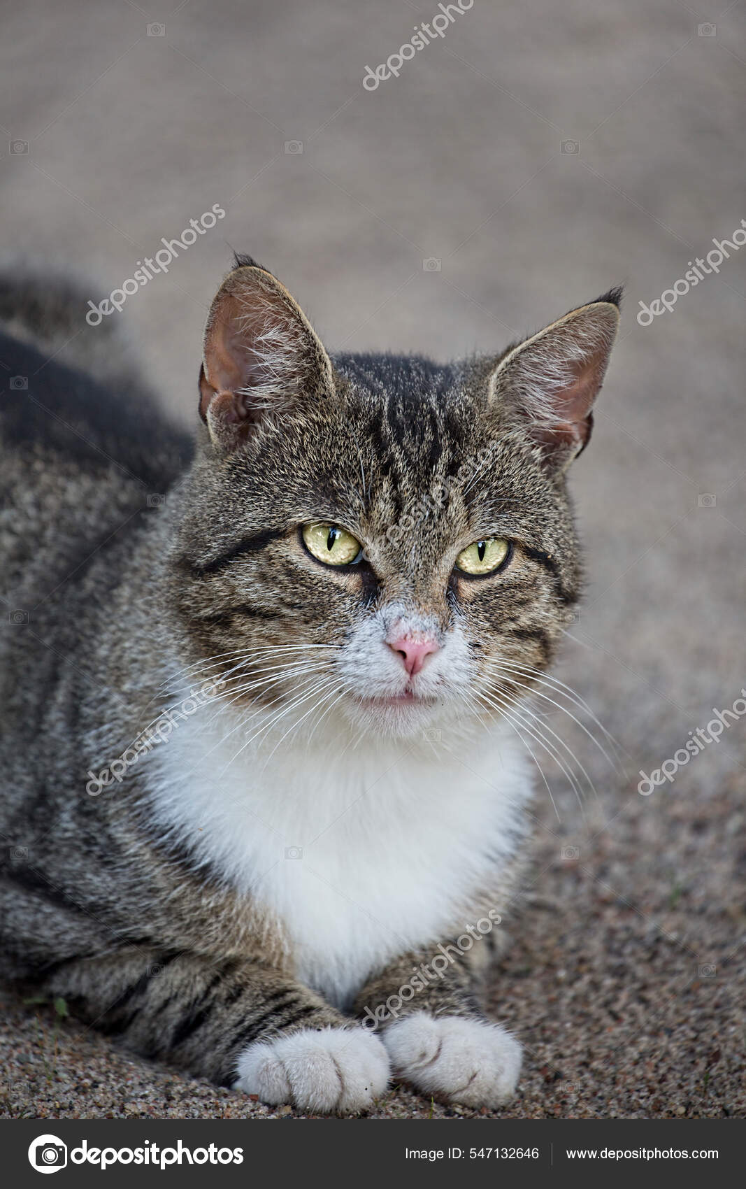 Brown Tabby Gray Tabby With White Orange Tabby Grey Tiger Striped