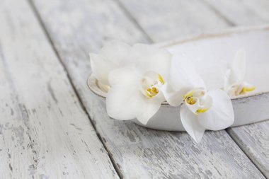 Minimalist Zen Biçimli Orkide Şablonu Hayatı