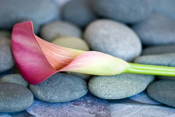 Minimalistic Calla Flower Still Life — Stock Photo, Image