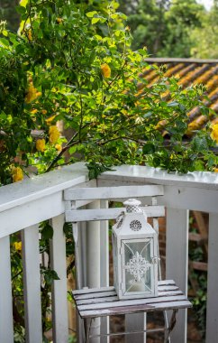 Sarı Tırmanan Gül Çiçekleri ve Fener