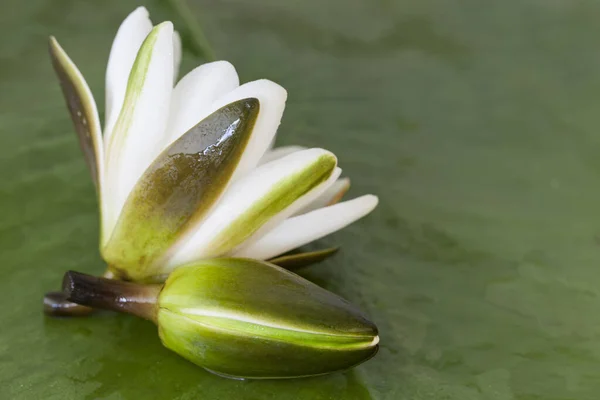 White Water Lily On Green Leaf — Stock Photo, Image