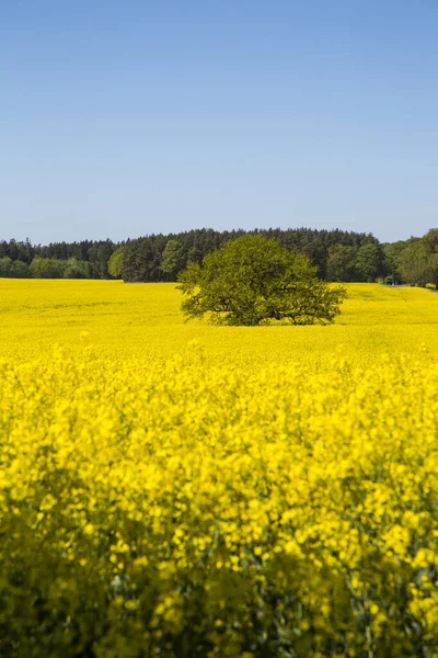 Campi di colza gialli in Germania — Foto Stock