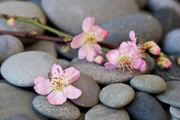 Pastel roze perzik bloesem op kiezelsteen — Stockfoto