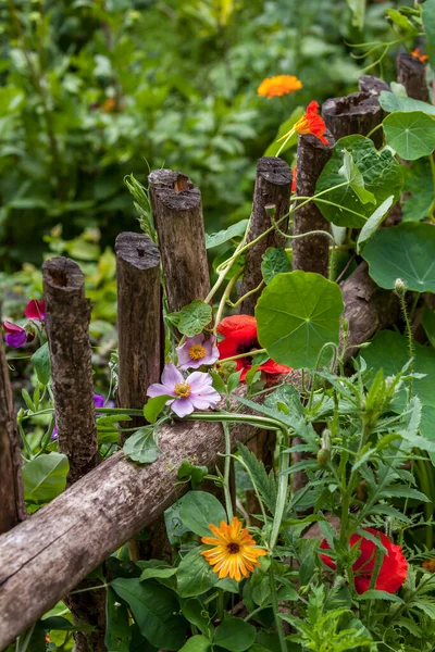 คันทรี การ์เด้น ฤดูร้อน ดอกไม้ประทับใจ — ภาพถ่ายสต็อก