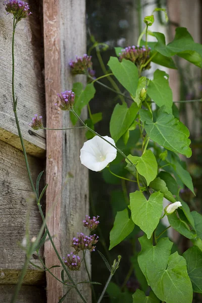 Country Garden Summer Flower Impression générale — Photo