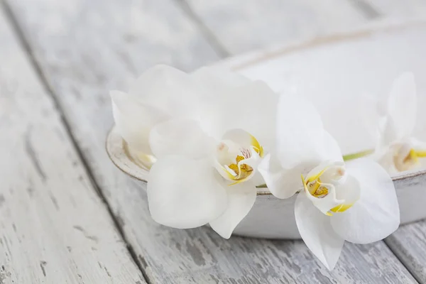 Estilo Zen minimalista Orquídea Vida útil — Fotografia de Stock