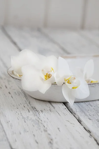 Minimalista estilo zen orquídea enfermedad vida —  Fotos de Stock