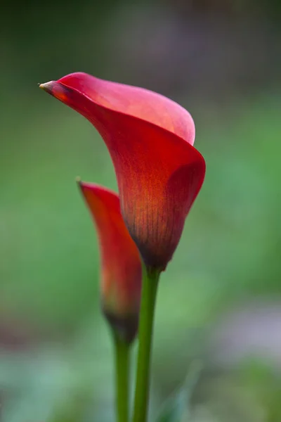 Minimalista flor de cala roja y verde —  Fotos de Stock