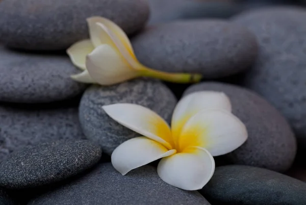 Exotic Frangipani Flower On Grey Pebble — стокове фото