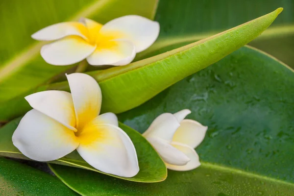 Yeşil Yaprak Üzerinde Egzotik Frangipani Çiçeği — Stok fotoğraf