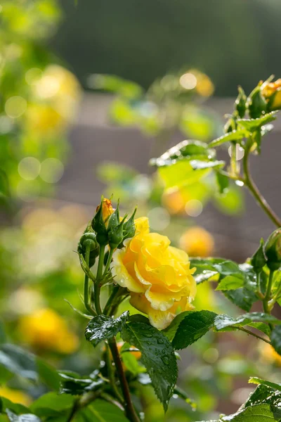 Rosa trepadora amarilla Flores en primavera —  Fotos de Stock
