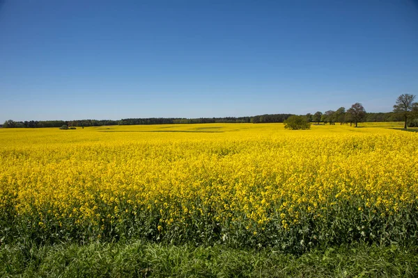Campos de violação de floração amarela na Alemanha — Fotografia de Stock