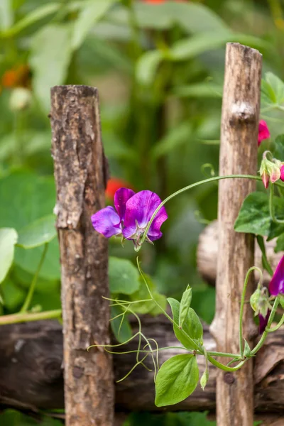 Climbing Summer Flowers On Old Fence — 图库照片