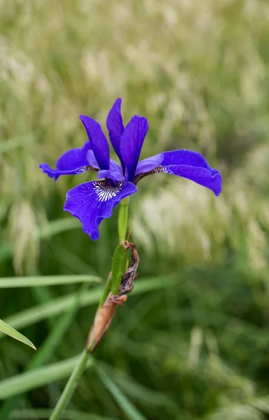 전원 정원에 있는 푸른 아이리스 꽃 — 스톡 사진