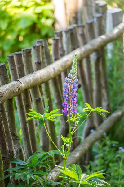 Purple Blue Lupinus Flower And Fence — Stockfoto