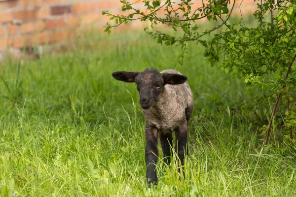 Linda pequeña lámpara de oveja en el prado —  Fotos de Stock