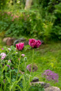 Pembe Gelincik Çiçeği Yakın plan