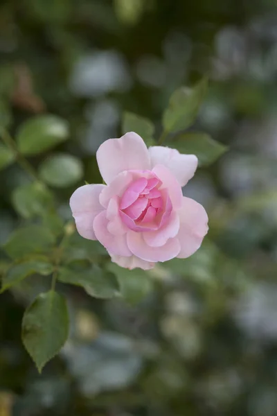 Perfetto rosa pastello da vicino — Foto Stock