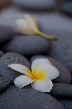 Pürüzsüz gri çakıl taşı üzerinde tropikal Tespih çiçeğiyle sakin bir hayat, duvar sanatı, ev dekorasyonu, tebrik kartı ya da hediye paketi için mükemmel.