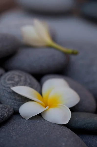 Stilleben Stil Med Tropisk Plumeria Blomma Slät Grå Sten Perfekt — Stockfoto
