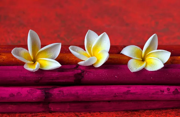 Zen Style Still Life Tropical Plumeria Flower Pink Canna Sticks — Stok fotoğraf