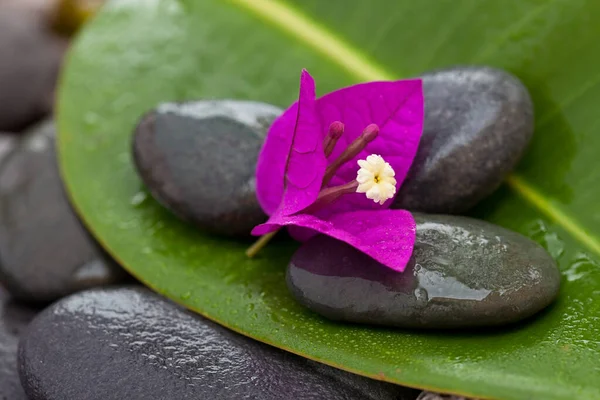 Zen Stílus Csendélet Rózsaszín Bougainvillea Virágok Zöld Gumifa Levél Tökéletes — Stock Fotó