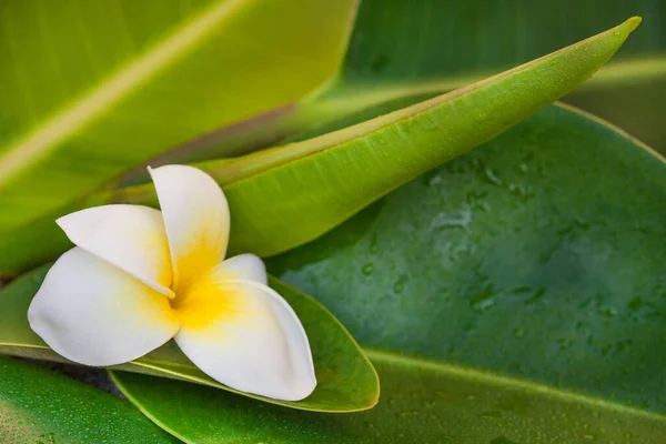 Naturaleza Muerta Estilo Zen Con Plumeria Tropical Flor Hoja Verde —  Fotos de Stock