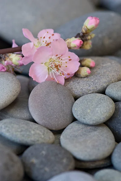 Zarte Rosa Pfirsichblüte Auf Grauem Kiesel Perfekt Für Frühlingsmotive Grußkarte — Stockfoto