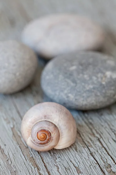 Ainda Vida Com Seixos Caracol Shell Estilo Minimalista Perfeito Para — Fotografia de Stock