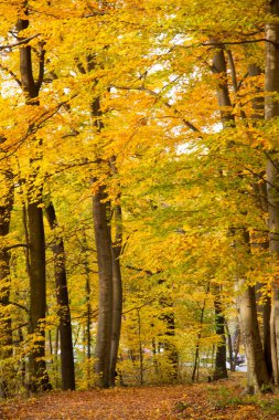 Alman ormanlarından birinde yürürken yakalanan sonbahar ağaçlarının güzel renkleri, seyahat veya doğa blogu için mükemmel, takvim resmi, tebrik kartı ya da hediye çantası.