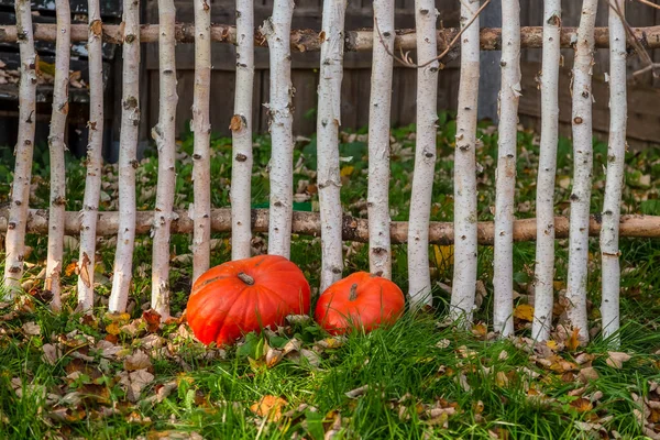 Seasonal Still Life Rustic Wooden Fence Pumpkins — Photo