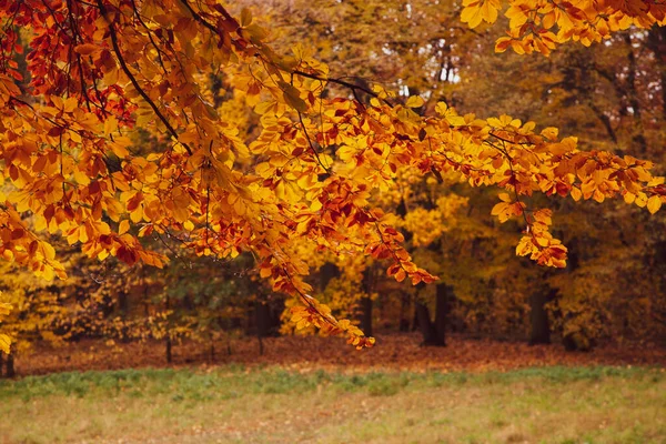 Όμορφα Χρώματα Των Φθινοπωρινών Δέντρων Που Συλλαμβάνονται Μια Βόλτα Μέσα Εικόνα Αρχείου