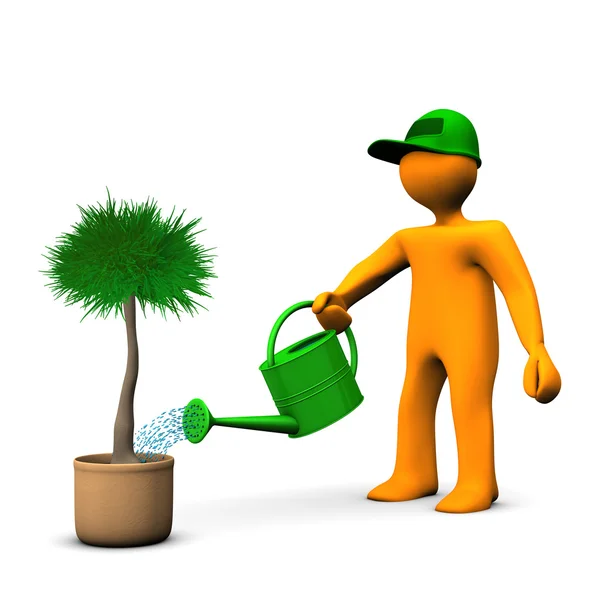 Gardener Watering Palm — Stock Photo, Image