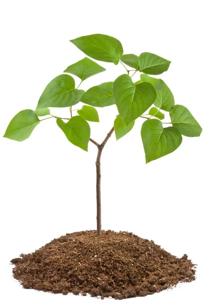 Green sapling of young tree Royalty Free Stock Photos