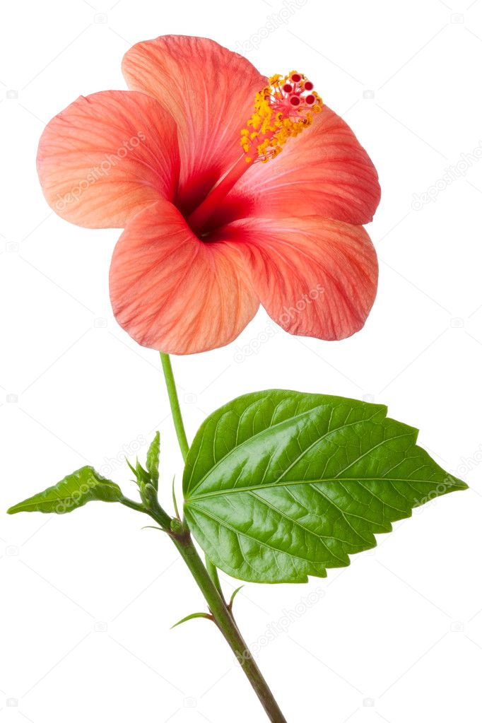 Flowering pink Hibiscus. Isolated on a white.