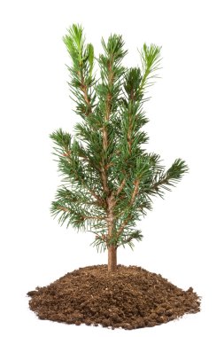 Young spruce sapling clipart