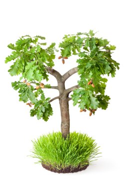 Meşe palamutlu meşe ağacı