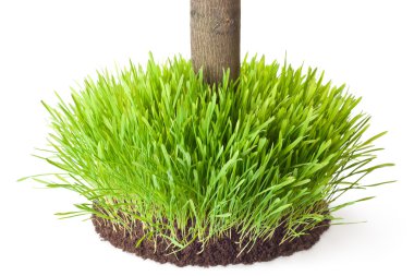 TUSSOCK çim bir ağaç gövdesi