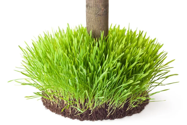 Tussock gras met een boomstam — Stockfoto
