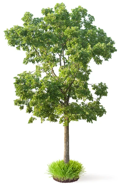 Elm tree — Stock Photo, Image