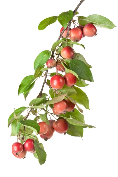 Дикие красные яблоки на ветке — стоковое фото