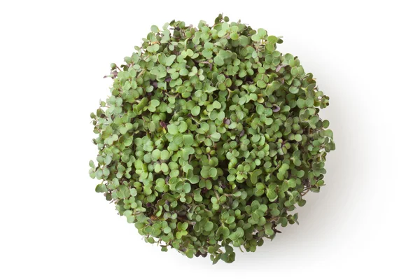 Pot with newborn sprouts of radish. Top view. — Stock Photo, Image