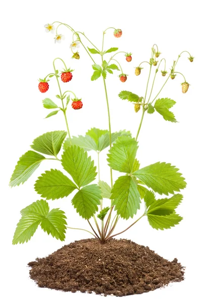 Bush of wild strawberries — Stock Photo, Image